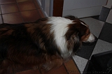 2011-02-27_Woef