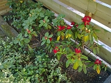 2011-05-06_Rododedron_001