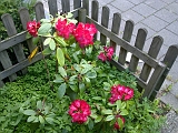 2011-06-26_Rododedron_002
