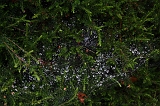 2011-07-24_Waterdrops_001