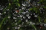 2011-07-24_Waterdrops_002